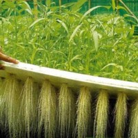 Aeroponie is een snelle manier om planten te vermeerderen middels stekjes.