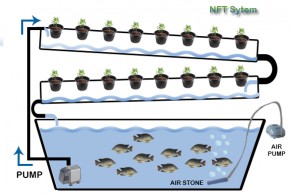 NFT aquaponics systeem, vissen en planten in een gesloten systeem.