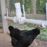 Kippen water geven met een geautomatiseerd systeem.